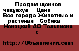 Продам щенков чихуахуа  › Цена ­ 10 000 - Все города Животные и растения » Собаки   . Ненецкий АО,Тельвиска с.